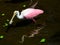 Roseate Spoonbill Posing in the Swamp