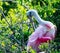 Roseate Spoonbill Preening in a Tree