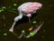 Roseate Spoonbill Reflecting in the Swamp