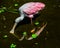 Roseate Spoonbill Reflecting in the Swamp