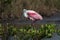 Roseate Spoonbill Resting, Merritt Island National Wildlife Refuge, Florida