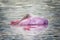 Roseate Spoonbill Resting Swimming