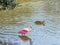 Roseate Spoonbill Sharing with a Mallard Duck
