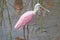 Roseate Spoonbill Showing a Very Open spoonbill