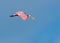 Roseate Spoonbill Soaring