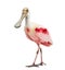 Roseate spoonbill standing, isolated