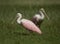 Roseate Spoonbill in Tampa, Florida