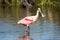 A roseate spoonbill wading in coastal waters