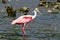 Roseate Spoonbill Wading on the River`s Edge