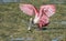Roseate Spoonbill in the water