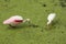 Roseate spoonbill and white ibis searching for food, Florida eve