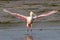 Roseate Spoonbill with Wings Extended