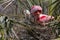 Roseate Spoonbills