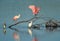 Roseate Spoonbills at Ding Darling National Wildlife Refuge