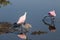 Roseate Spoonbills Foraging, Tricolored Heron, Merritt Island Na