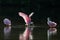 Roseate Spoonbills in the golden hour, J.N. \'\'Ding\'\' Darling Nat