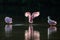 Roseate Spoonbills in the golden hour, J.N. \'\'Ding\'\' Darling Nat