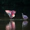 Roseate Spoonbills in the golden hour, J.N. \'\'Ding\'\' Darling Nat