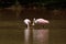 Roseate Spoonbills Lake Lynn Raleigh North Carolina