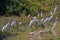 Roseate Spoonbills, Platalea Ajaja, Cocoi Heron, Ardea Cocoi and Great Egrets, Egretta Alba, Pantanal, Brazil