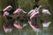 Roseate Spoonbills Resting, Merritt Island National Wildlife Ref