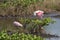 Roseate Spoonbills Resting, Merritt Island National Wildlife Ref