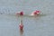 Roseate Spoonbills Stirring up the Water for Feeding