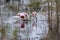 Roseate Spoonbills in a swamp