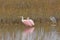 Roseate Spoonbills with a Yellow-crowned Night Heron in the Bayou