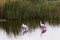 Roseate spoonhill