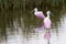 Roseate spoonhill