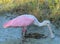 Roseatte Spoonbill in The Florida Wetlands