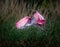 Roseatte spoonbill flying in for landing