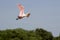 ROSEATTE SPOONBILL platalea ajaja, ADULT IN FLIGHT, LOS LIANOS IN VENEZUELA