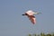 ROSEATTE SPOONBILL platalea ajaja, ADULT IN FLIGHT, LOS LIANOS IN VENEZUELA