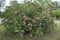 Rosebay: oleander with pink flowers