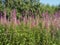 Rosebay willow herb flowering in late summer