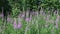 Rosebay Willowherb and butterflies