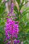 Rosebay Willowherb Chamerion angustifolium