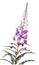 Rosebay Willowherb, Chamerion angustifolium