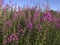 Rosebay willowherb, Epilobium angustifolium