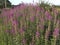 Rosebay willowherb, Epilobium angustifolium