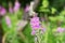 Rosebay willowherb or fireweed closeup, violet, purple flower background. Nature