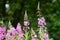 Rosebay willowherb or fireweed closeup, violet, purple flower background. Nature