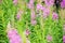 Rosebay willowherb or fireweed closeup, violet, purple flower background. Nature
