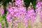 Rosebay willowherb or fireweed closeup, violet, purple flower background. Nature