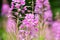 Rosebay willowherb or fireweed closeup, violet, purple flower background. Nature