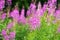 Rosebay willowherb or fireweed closeup, violet, purple flower background. Nature