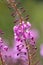 Rosebay willowherb a pink wildflower flowereing.