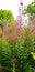 Rosebay willowherb wildplant